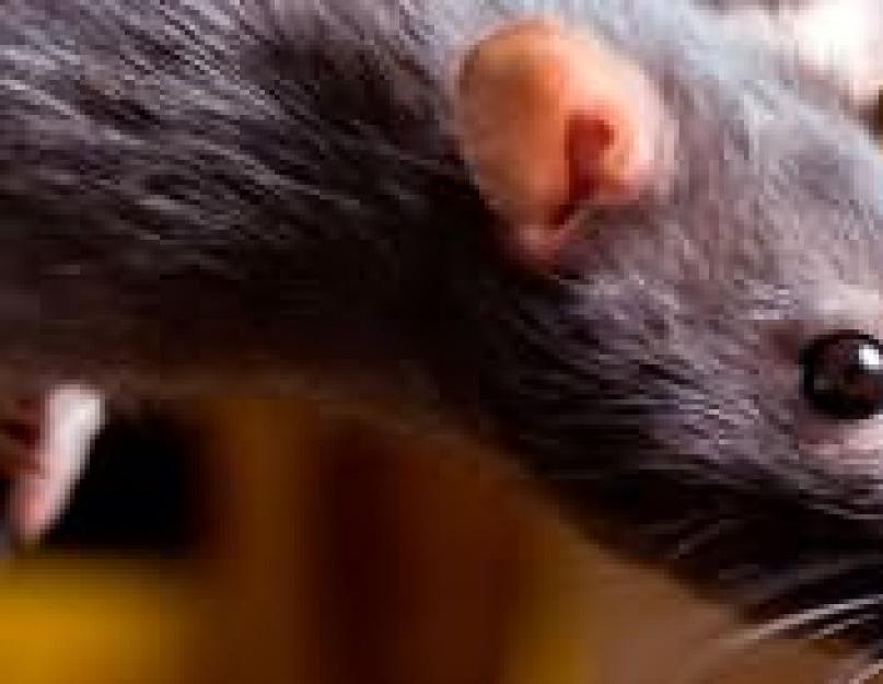 К чему снятся крысы которых едят. К чему увидеть сон про крыс? Крыса к чему снится летом